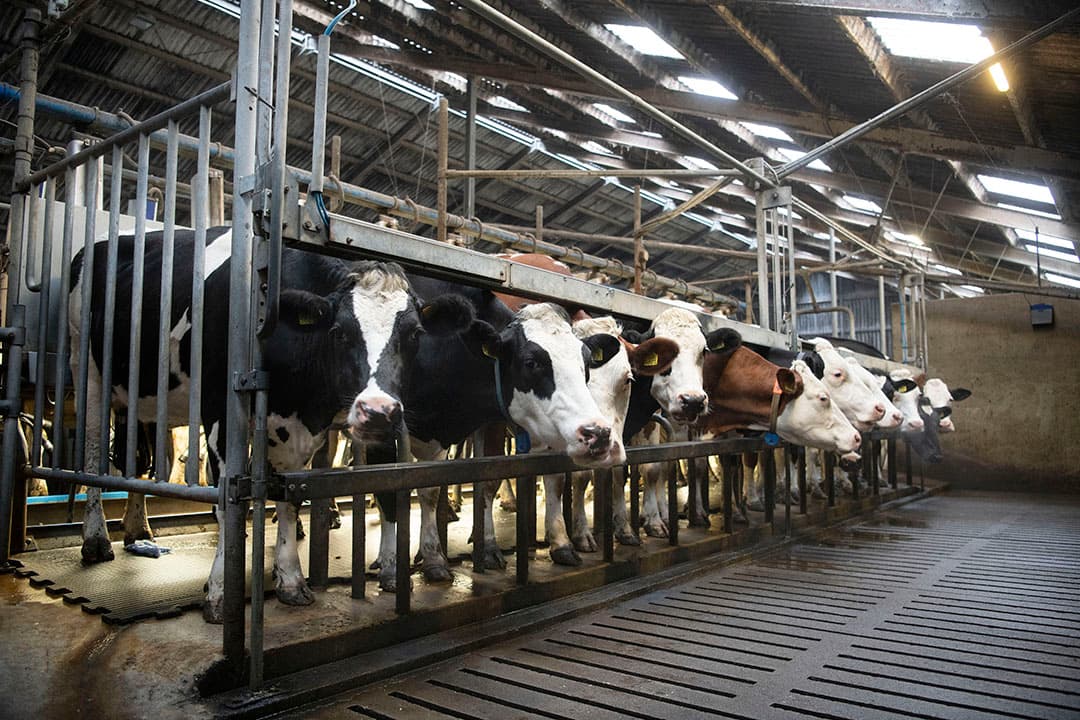 Dertig grondgebonden melkveehouders doen mee aan het tweejarige project. - Foto: Mark Pasveer