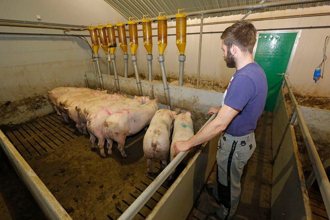 Opfokzeugen moeten opgroeien in kleinere groepen, met voldoende ruime hokken met deels dichte vloer. Stress is slecht voor de dieren.  - Foto: Henk Riswick