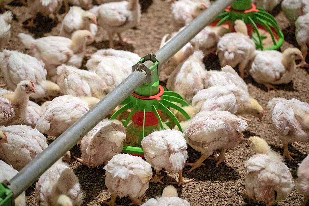De opbrengsten dalen en de (voer)kosten stijgen. Weeg af of opzetten loont. - Foto Anne van der Woude