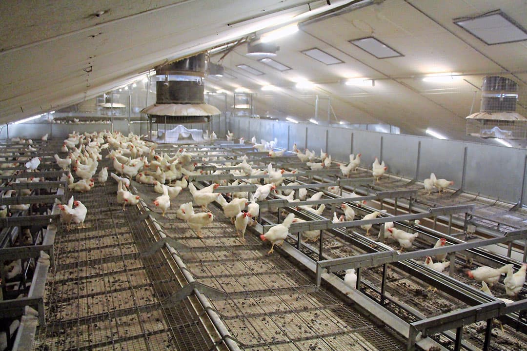 Het Big Dutchman Natura Step-volièresysteem bleek het meest geschikt om plateaus boven te maken. De plateaus zijn 2,48 m breed en 60,3 m lang.