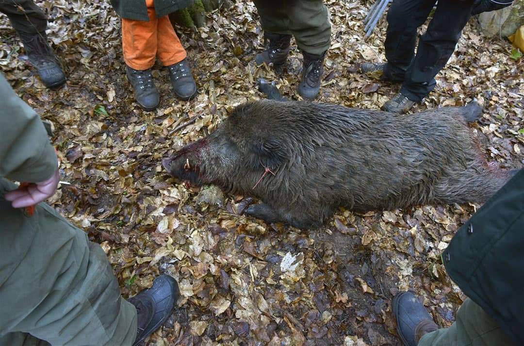 Jacht in Duitsland. Wilde zwijnen in een 5 kilometer brede zone rond de drie besmettingshaarden in de deelstaat Brandenburg mogen worden afgeschoten. - Foto: ANP