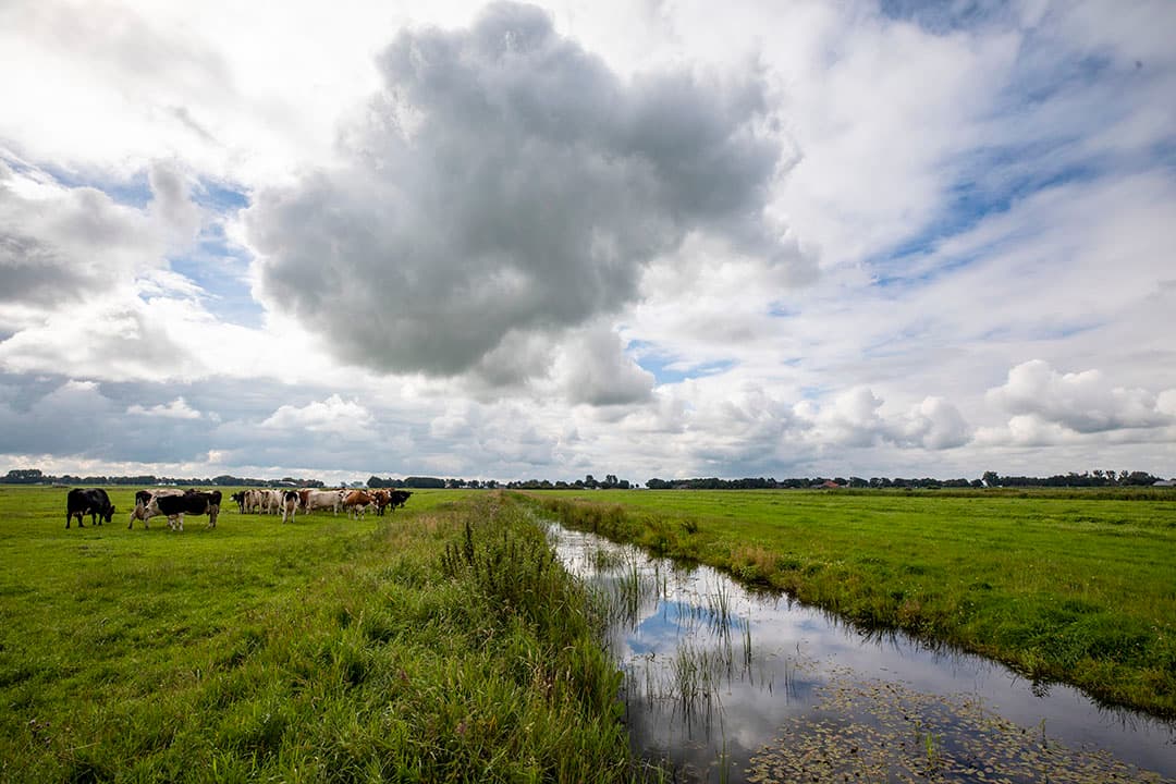 Natuurgebied It Fryske Gea. - Foto: Anne van der Woude