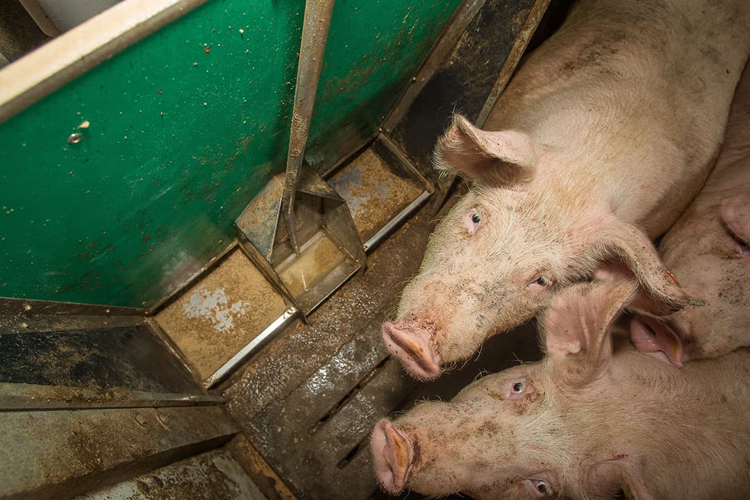 Vleesvarkens vreten uit de brijbak op een varkenshouderij in België. -Foto: Peter Roek