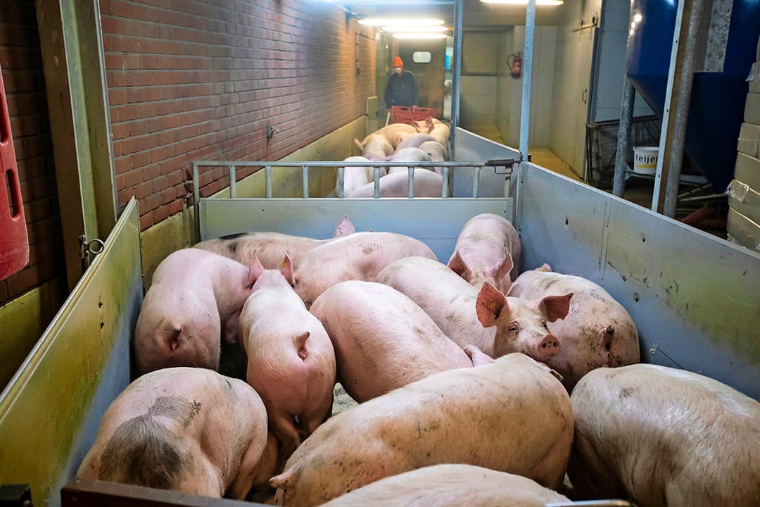 Foto: Ronald Hissink