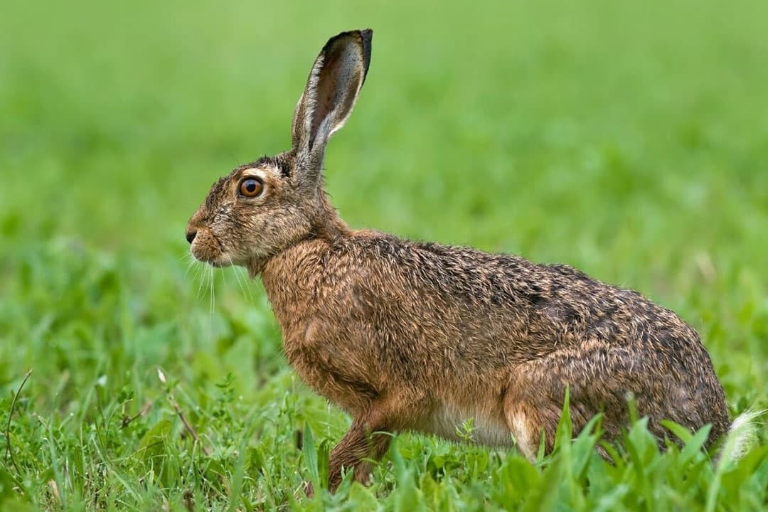 Opvallend is dat de algemene soorten haas en konijn nu op de Rode lijst staan, in de categorie  gevoelig . Foto: Canva