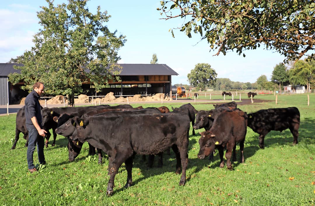 Bijzondere vleesveerassen in de Achterhoek