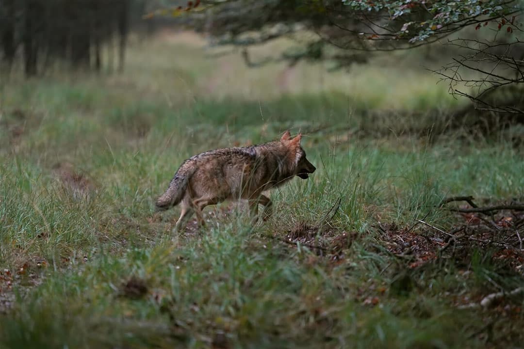 Een wolf op de Veluwe. Gelderland sluit niet uit dat er ook een goudjakhals actief is in de provincie. - Foto: ANP