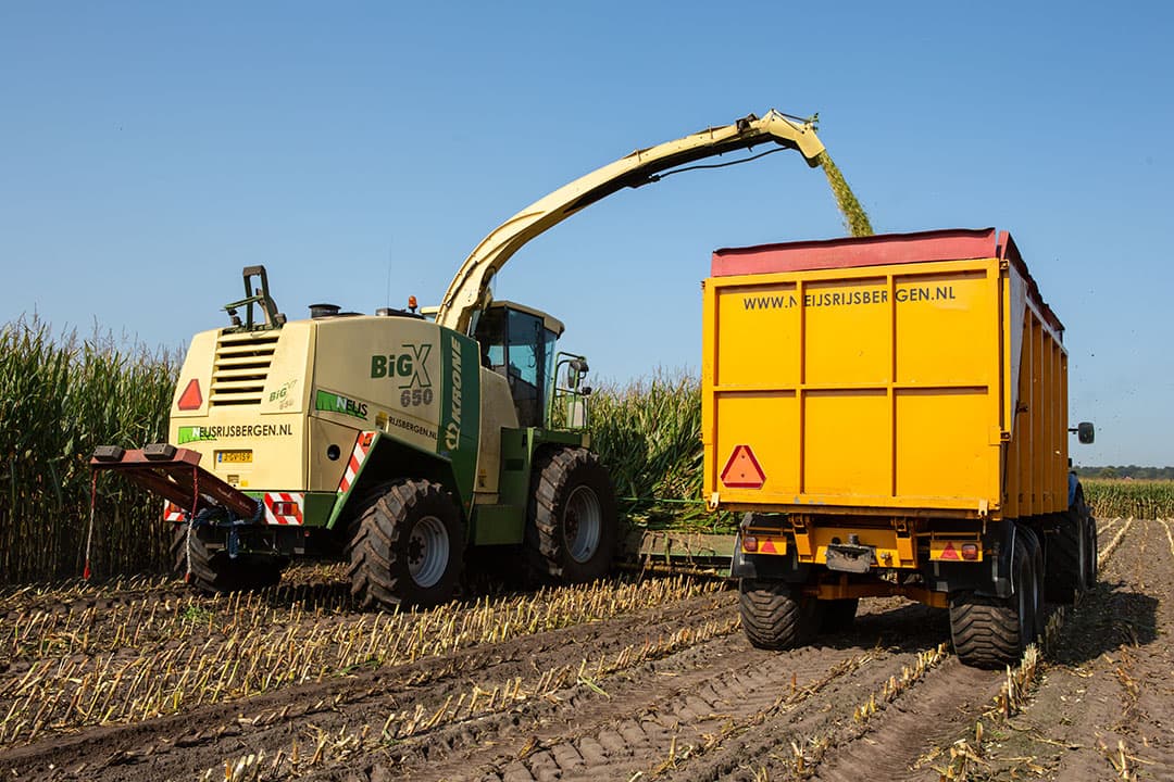 De snijmais is dit jaar weer iets droger ingekuild. De voederwaarde is exact gelijk aan die van vorig jaar, maar de opbouw is iets anders. - Foto: Peter Roek