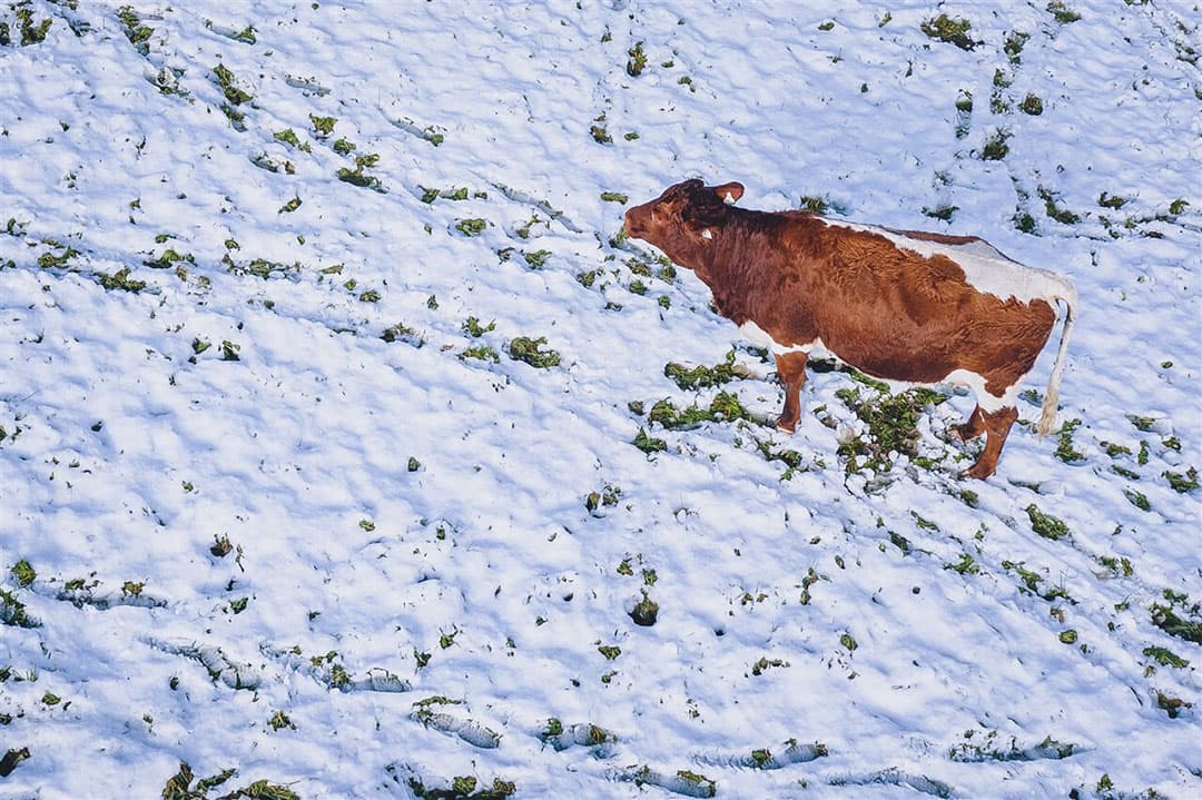 Het is maar goed dat deze koe niet helemaal wit is, anders was het nog lastiger om 'm te spotten in de bergeweide. In de Oostenrijkse bergen in de buurt van Kaprun heeft het alweer gesneeuwd. - Foto: Expa