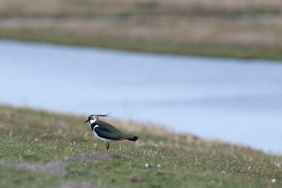 Weidevogel kievit. - Foto: Mark Pasveer