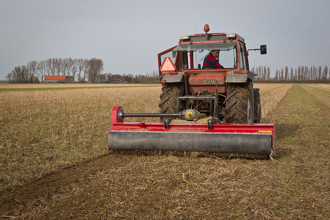 Klepelen van een groenbemester na de winter. Het is in niet kerende grondbewerking niet eenvoudig om met name voor fijnzadige gewassen een goed zaaibed te maken. Het kan wel. - Foto: Peter Roek