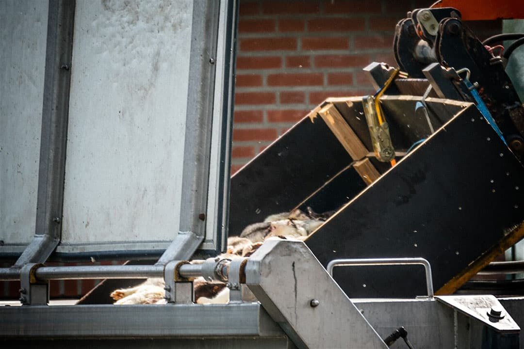 Het ruimen van nertsen bij een nertsenhouder eerder dit jaar. Een preventieve ruiming van nertsen ziet het kabinet niet zitten. - Foto: ANP