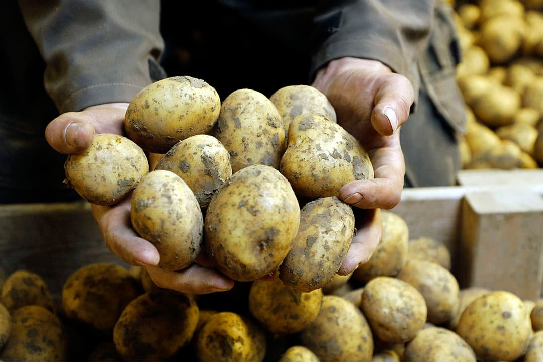 Biologische aardappelen. - Foto: Duo Foto VOF
