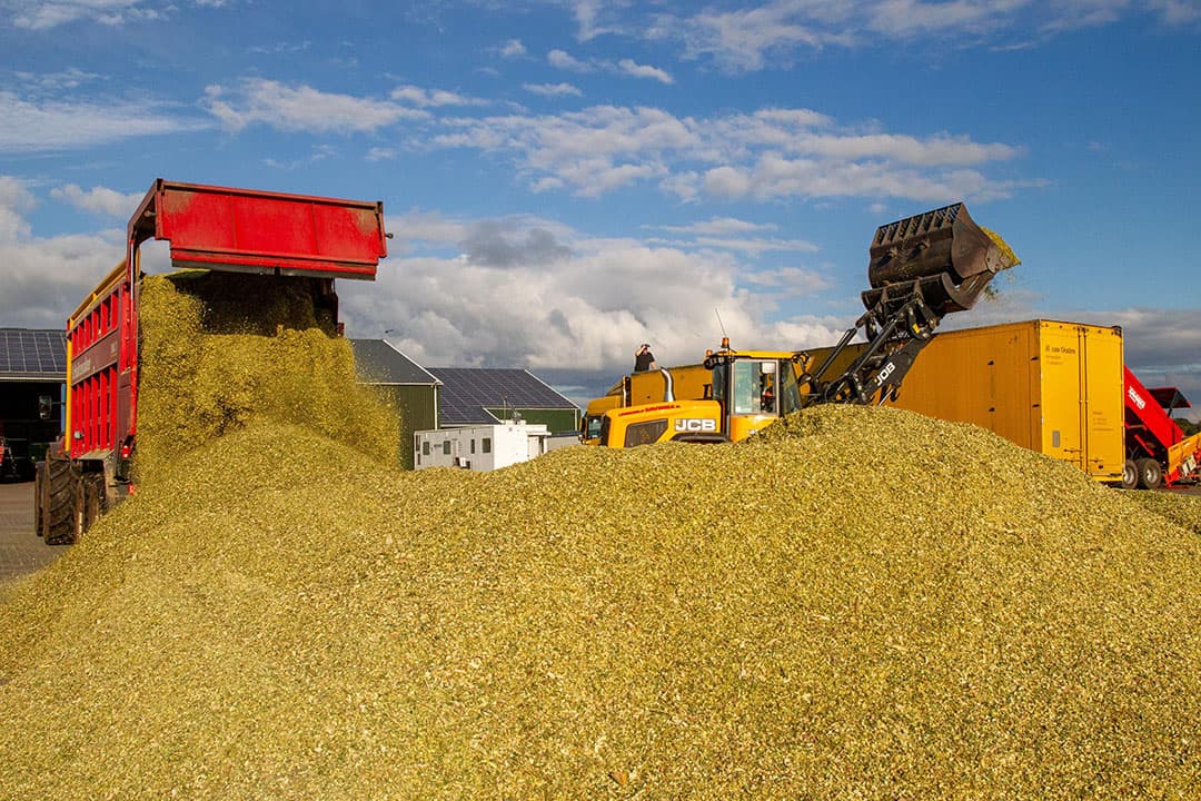 Het laden van de mais is dweilen met de kraan open, maar dan anders. De net geoogste mais uit de laderwagen komt op een grote bult. Aan de andere kant van de bult schept een shovel het erf van Adriaan Sandee in Onstwedde weer leeg in de vrachtwagen.   Foto: Koos van der Spek