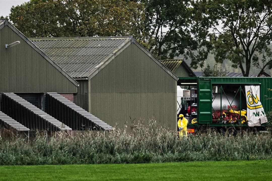 Een pluimveebedrijf waar een zeer besmettelijke variant van de vogelgriep is vastgesteld wordt geruimd. In totaal gaat het om circa 35.700 dieren. - Foto: ANP/Rob Engelaar