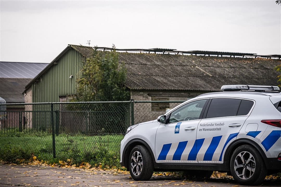 De 35.700 besmette vleeskuikenouderdieren van het bedrijf in Altforst zijn vandaag geruimd. Foto: ANP