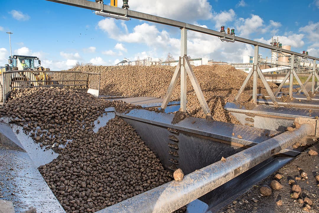 Bieten worden de put ingeschoven voor verwerking in de fabriek.