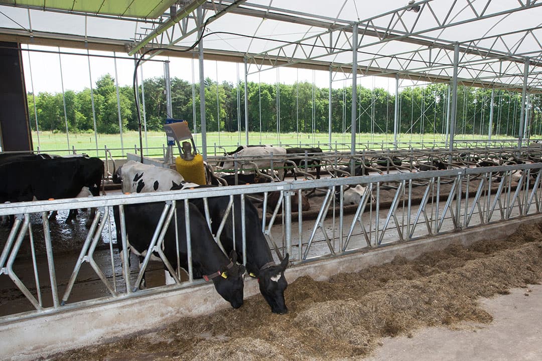 Wat is nu de meest (kosten)effectieve methode om de stikstofdepositie te verminderen? Het antwoord is helemaal afhankelijk van de plaatselijke situatie. Foto: Ronald Hissink