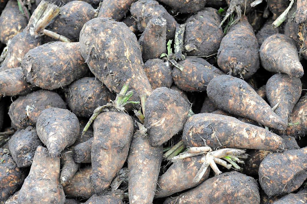 Cichoreiwortels worden geteeld voor de productie van inuline. Foto: Marten Sandburg