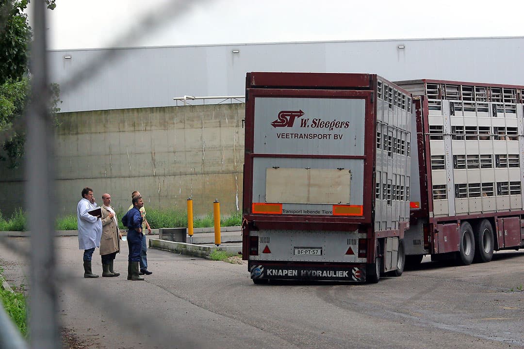 Son en Breugel (N.-Br.), 6-8-2002. Varkens die het MPA-hormoon hebben binnengekregen wachten in een veetransportwagen op het terrein van Dumeco om geslacht te worden. - Foto: ANP