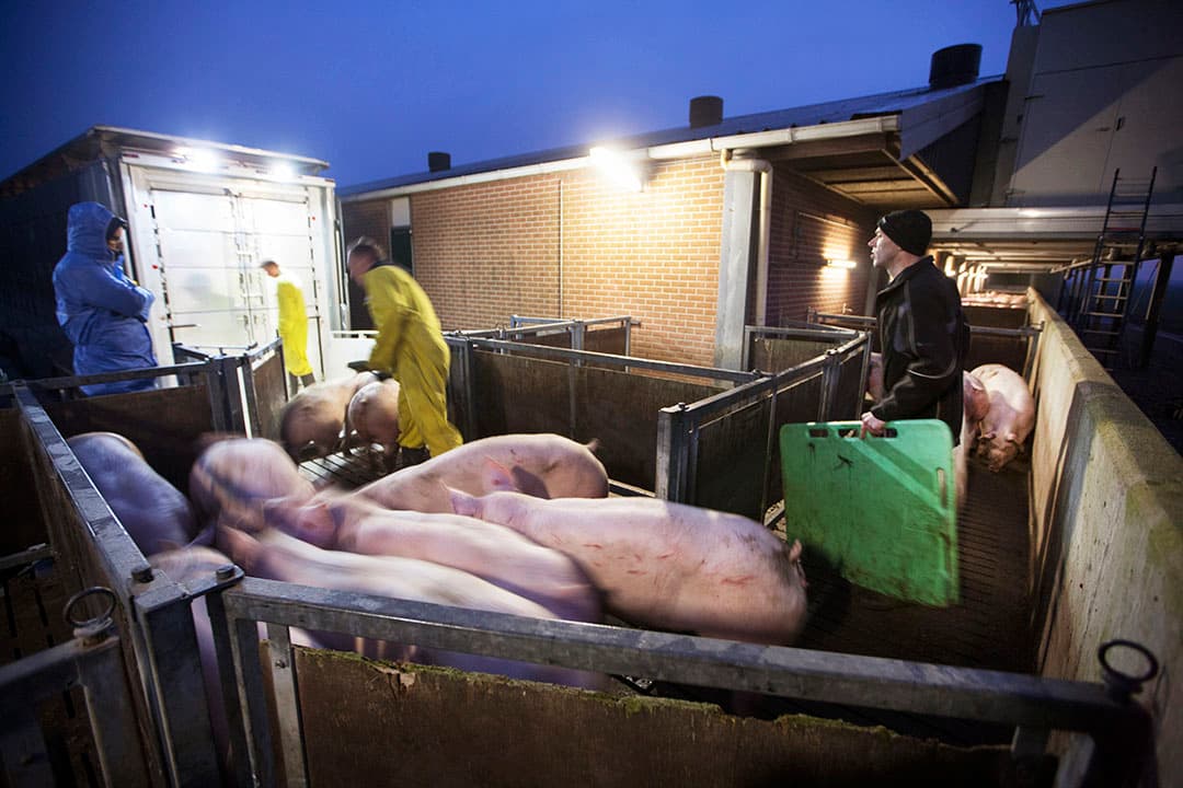Export slachtvarkens naar Duitsland. - Foto: Hans Banus