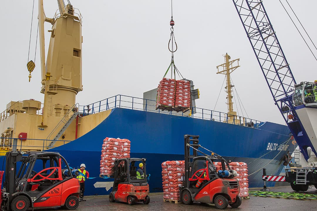 Uien worden in de haven van Vlissingen geladen om verscheept te worden naar Senegal. - Foto: Peter Roek