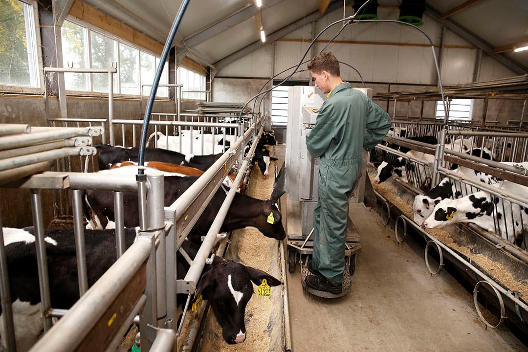 Twan Hag voert de opfokkalveren. Hij helpt zijn ouders, nadat noodgedwongen afscheid is genomen van twee medewerkers.