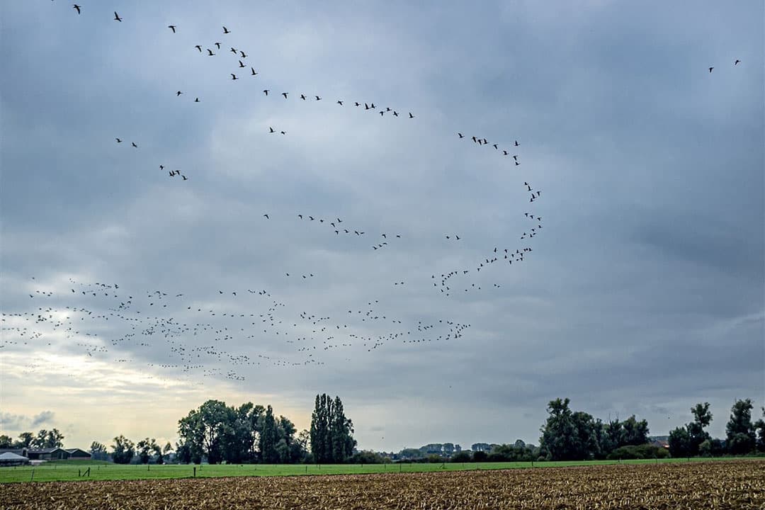 Trekvogels vliegen richting warmere oorden om te overwinteren. Gebied rond Lobith, gemeente Zevenaar, aan de Duitse grens. Foto Rob Voss/ANP