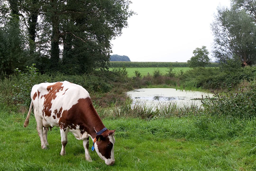 Foto: Ronald Hissink