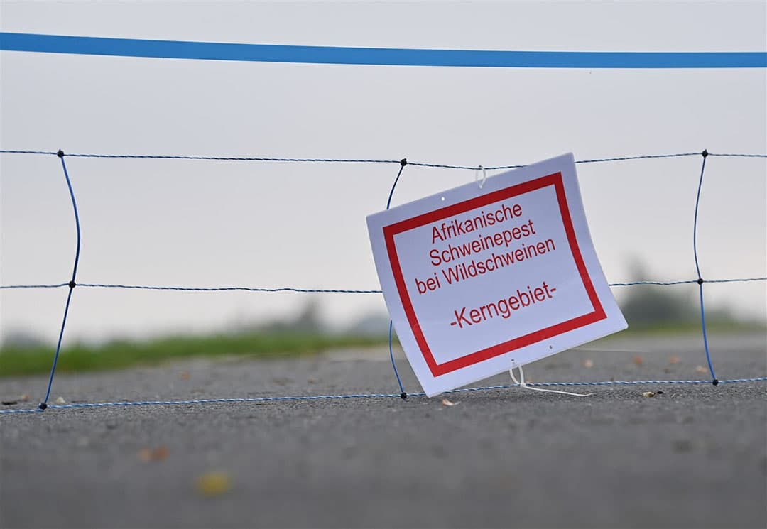Een mobiele elektrische afscheiding in Brandenburg, waar opnieuw met Afrikaanse varkenspest besmette wilde zwijnen zijn gevonden. - Foto: ANP