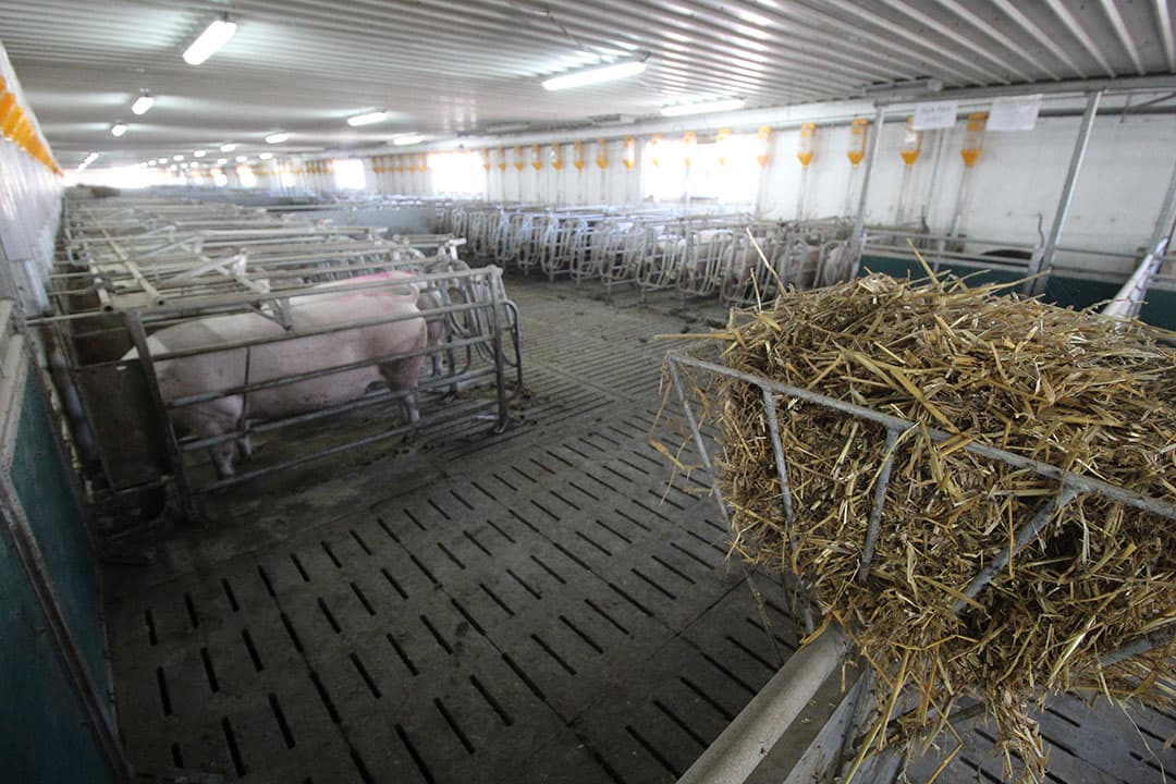 Varkensstal in China met dragende zeugen in groepshuisvesting. - Foto: Vincent ter Beek