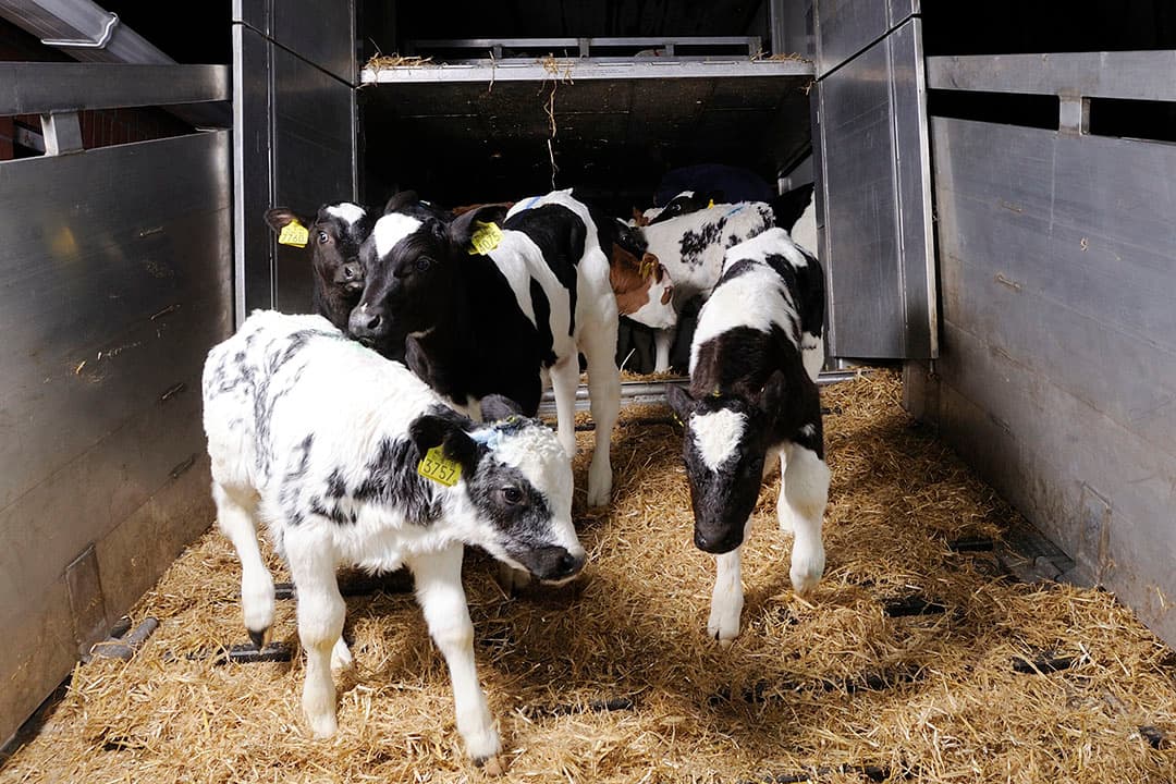 Lossen van nuchtere kalveren. - Foto: Frank Uijlenbroek