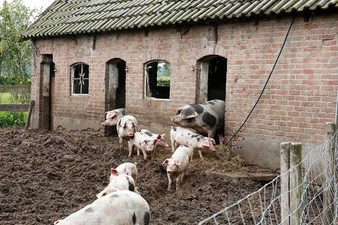 'Nu zijn er bijvoorbeeld, volgens het CBS, op 7% van alle land- en tuinbouwbedrijven nog varkens, in 1970 was dit nog op 41% van alle boerderijen'. Foto: Hans Prinsen