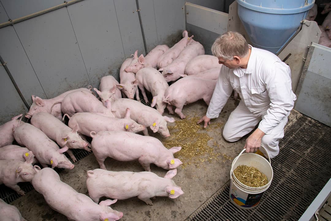 De gespeende biggen groeien gemiddeld 650 gram per dag. Bij Van de Peut gaat groei gepaard met een scherpe voederconversie. - Foto's: Ruud Ploeg