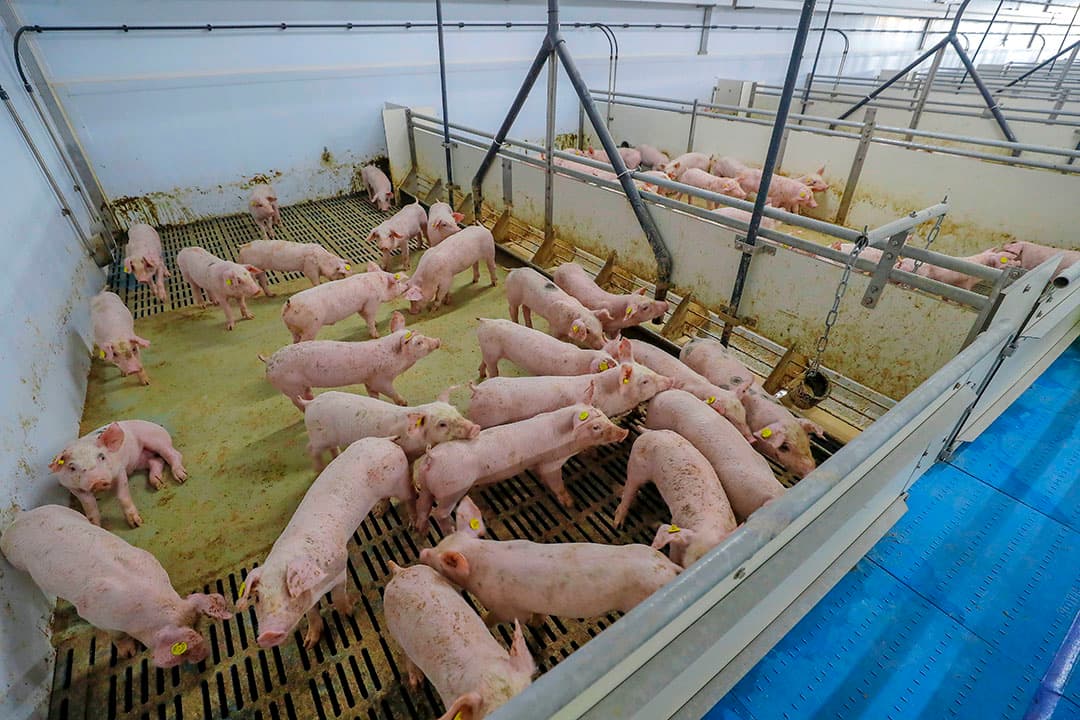 Biggen in een HyCare-stal blijven volgens MS Schippers gezonder en groeien harder. - Foto: Bert Jansen