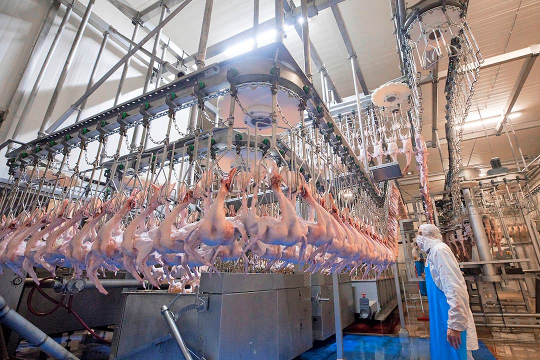 Eendenslachterij Tomassen Duck-To lag 4,5 maand stil door wegvallen van de afzet aan de horeca. Nu slacht het bedrijf weer, maar 20 tot 25% minder eenden dan voor corona. - Foto: Koos Groenewold
