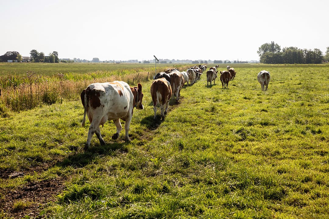 Foto: Herbert Wiggerman