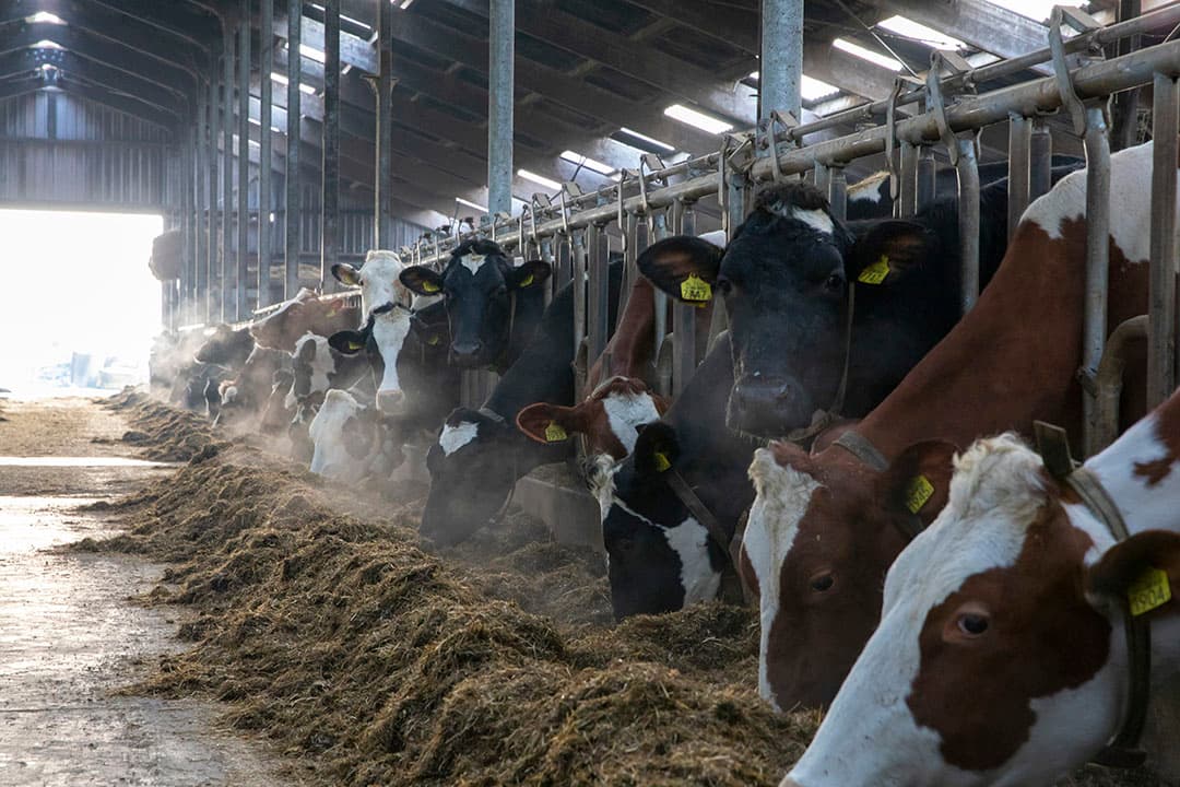 Vretende koeien aan het voerhek. Melkveehouders die nog geen KoeAlert hebben laten uitvoeren, riskeren een geschil met hun zuivelverwerker. - Foto: Anne van der Woude