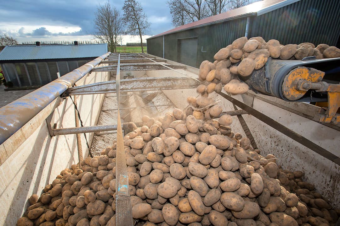 Fritesaardappeltelers met een schade tot ¬  125.000 hebben hun voorlopige aanvragen voor de coronacompensatie definitief kunnen maken. - Foto: Peter Roek