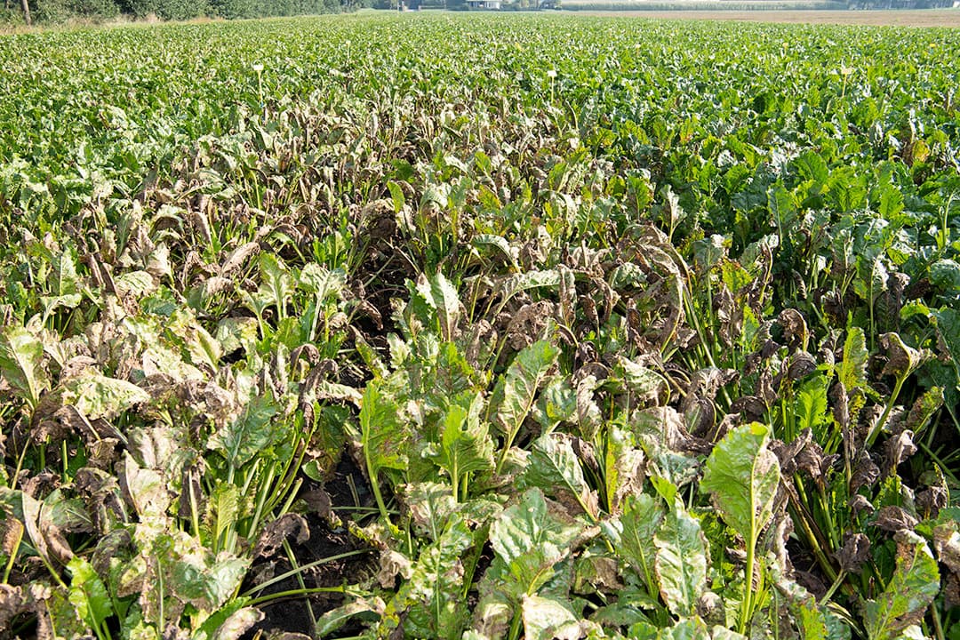 Door cercospora aangetaste suikerbieten. Bij een hoge ziektedruk halen de bieten ondanks bespuitingen het eind van het seizoen niet. - Foto: Frank Uijlenbroek