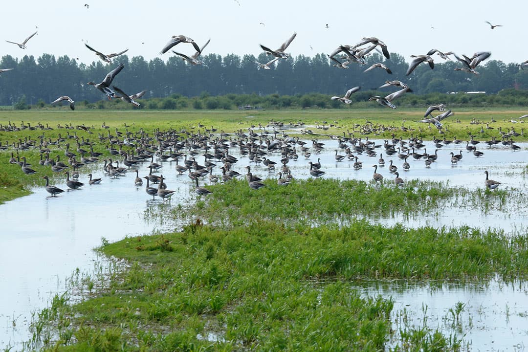 Foto: Henk Riswick