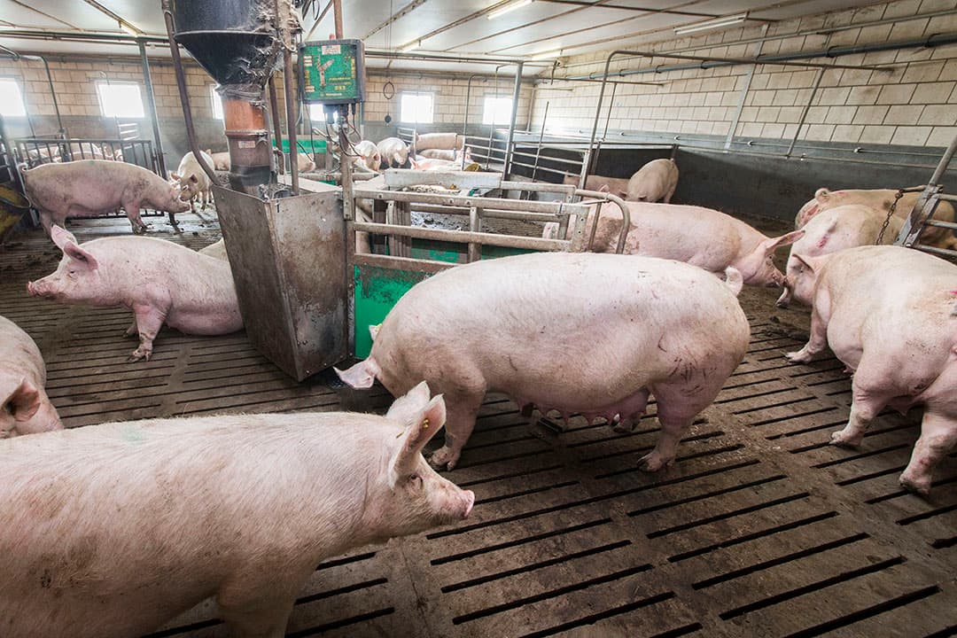 Foto: Koos Groenewold