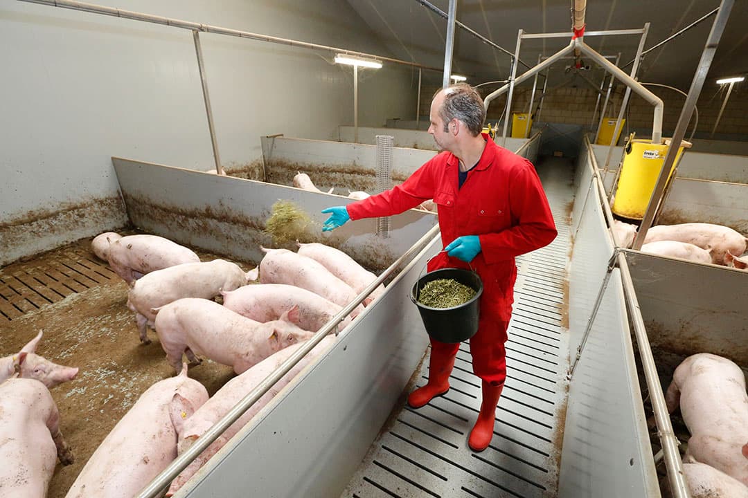 Een HyCare-stal met vleesvarkens