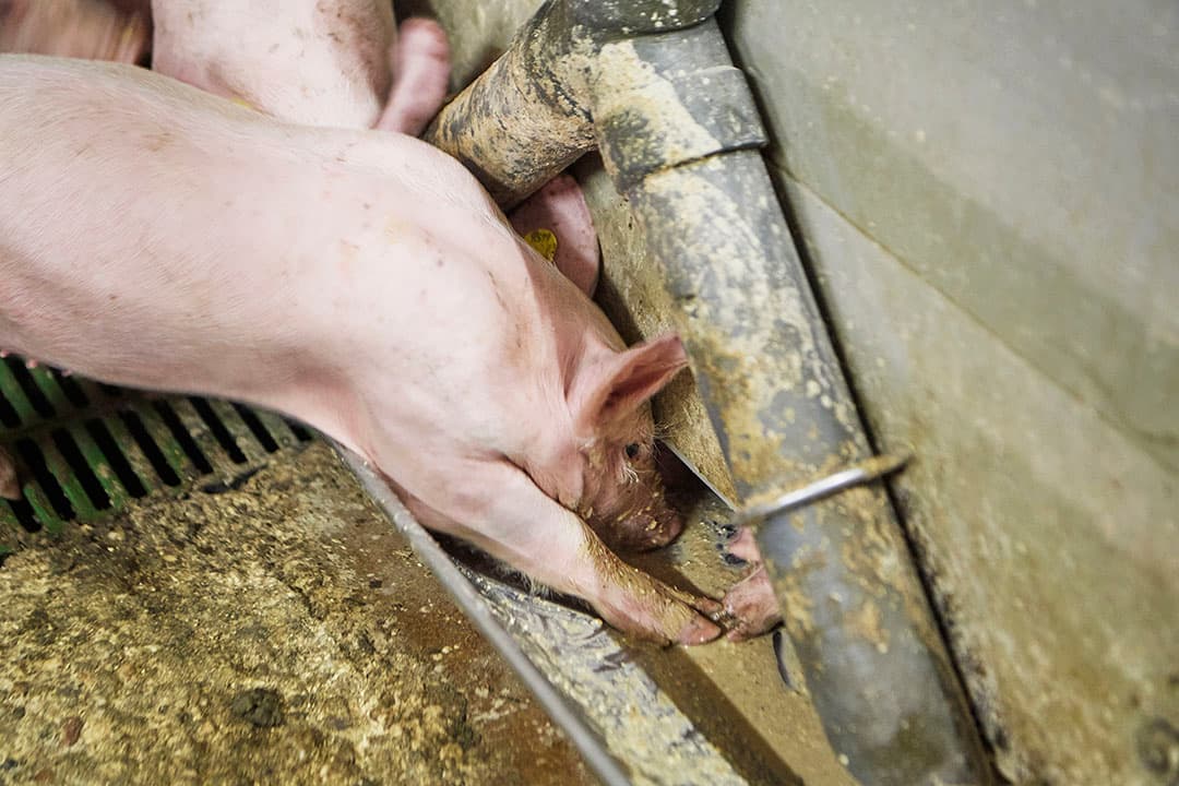 Foto: Van Assendelft Fotografie