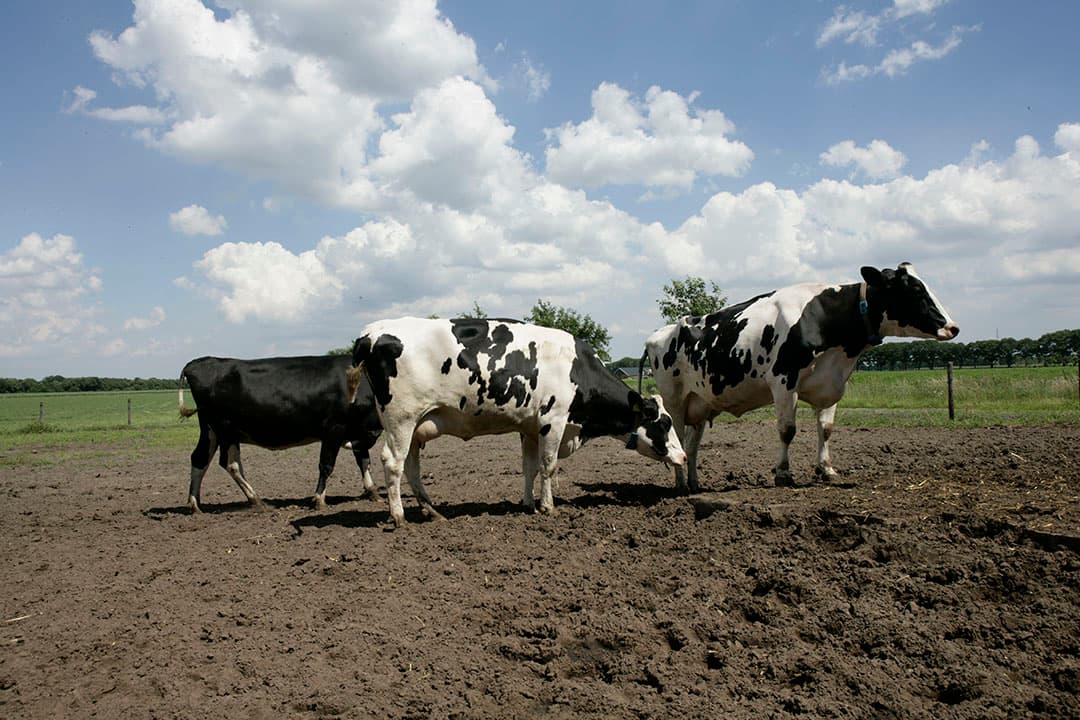 Foto: Jan Willem Schouten