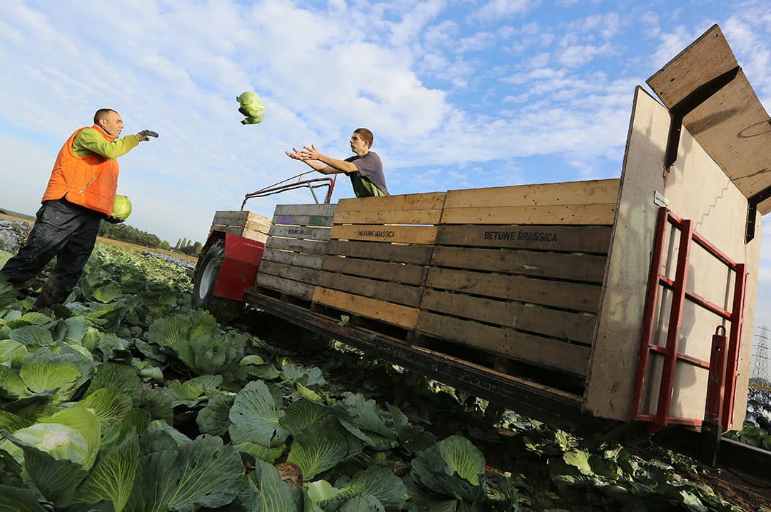 Oogsten van witte kool. Telers in de EU maken zich zorgen dat er binnen de voorgestelde Farm-to-Fork-strategie onvoldoende rekening wordt gehouden met hun situatie. - Foto: VidiPhoto
