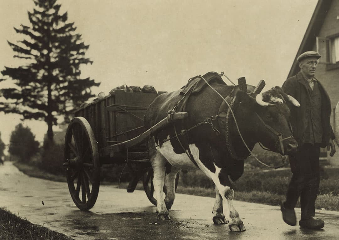 Vooral in de zandprovincies werd veel gebruik gemaakt van ossen als trek- en werkdier. In de Tweede Wereldoorlog vorderde de bezetter zelfs nog de nodige ossen om er legerspullen mee te transporteren. De opkomst van de mechanisatie verdrong de os en later ook het paard als werkdier.