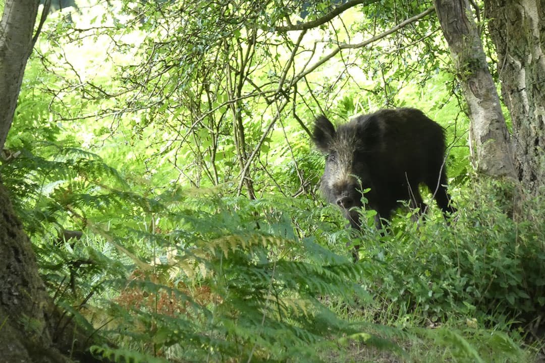 Foto: Boerderij