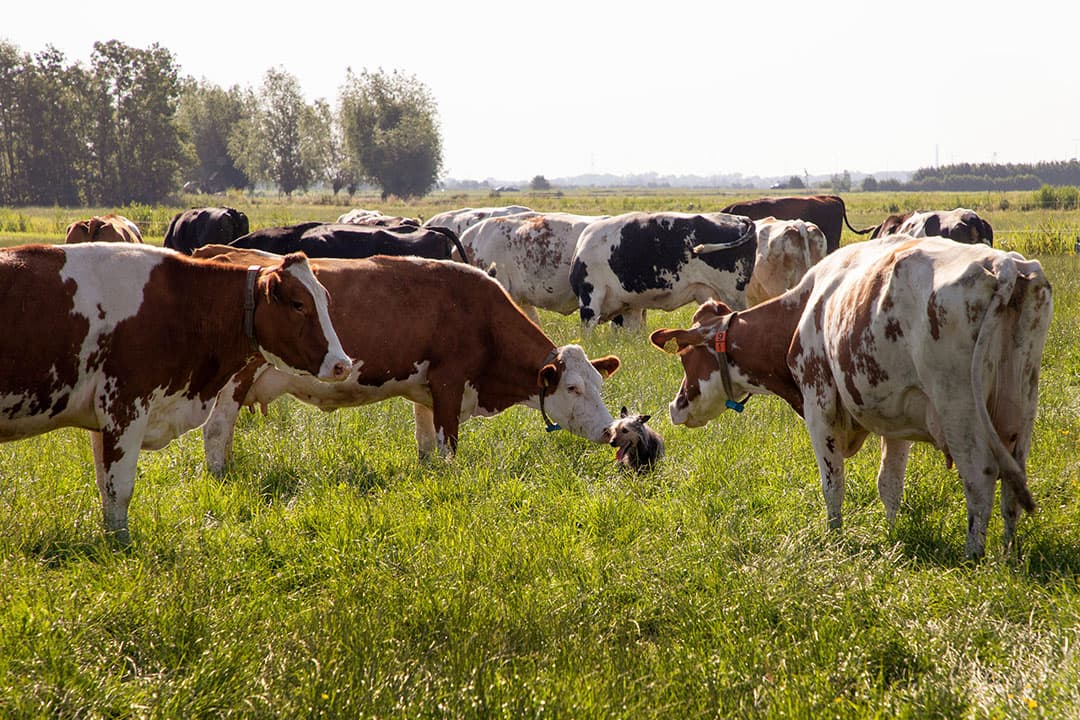 Foto: Herbert Wiggerman