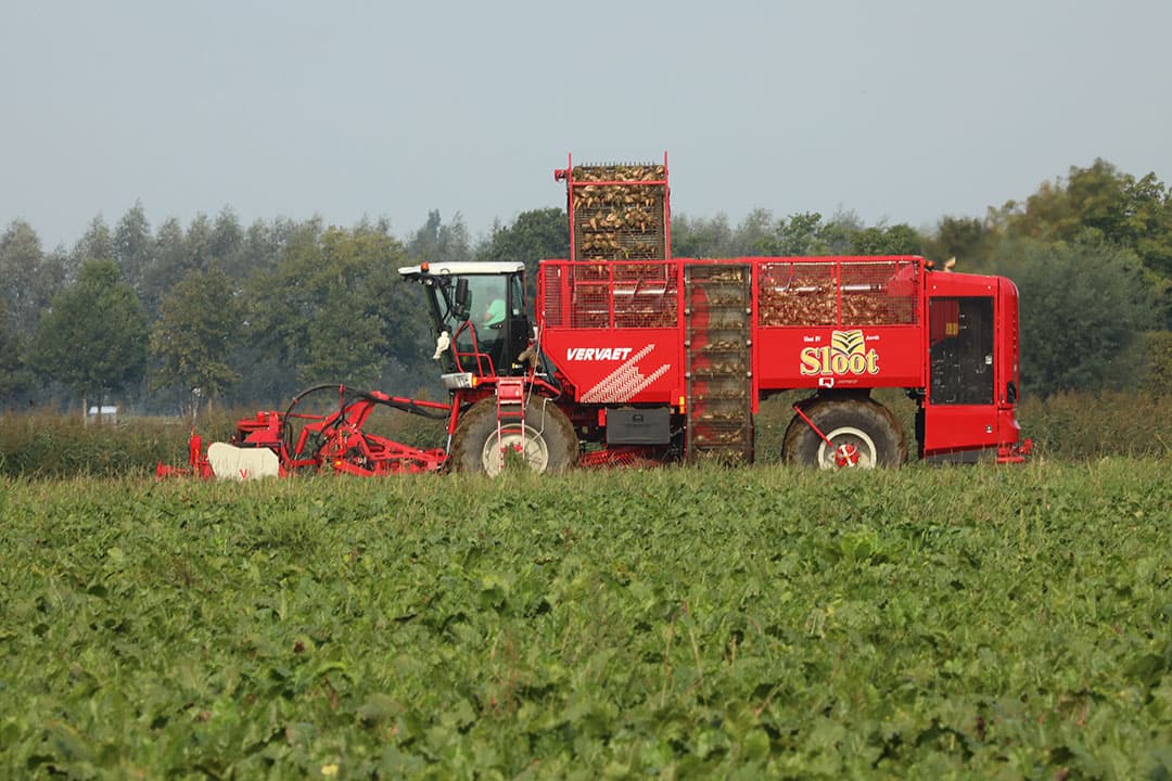 Oogst van suikerbieten. Foto: Henk Riswick